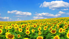 Begin your visa extension day with Vietnam’s tranquil ambiance